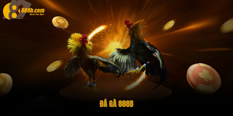 Đá gà 888B